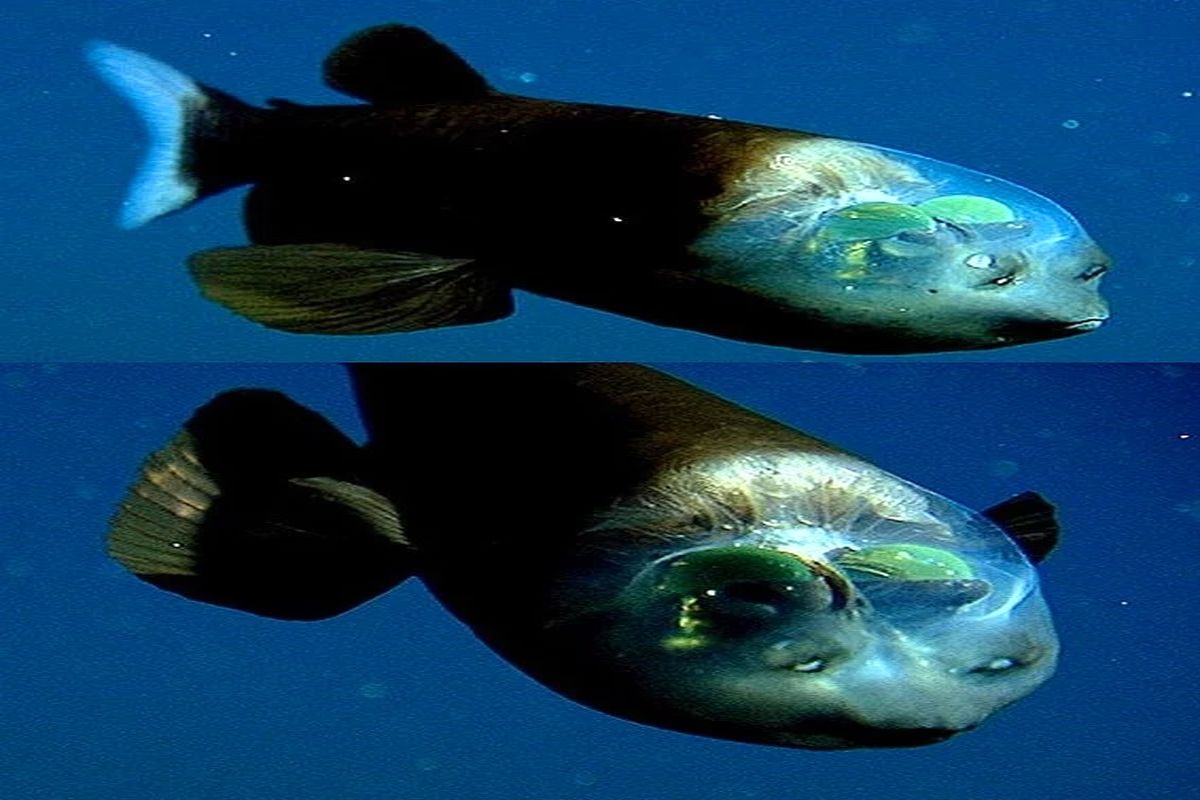 کشف ماهی با سر شفاف در اعماق اقیانوس