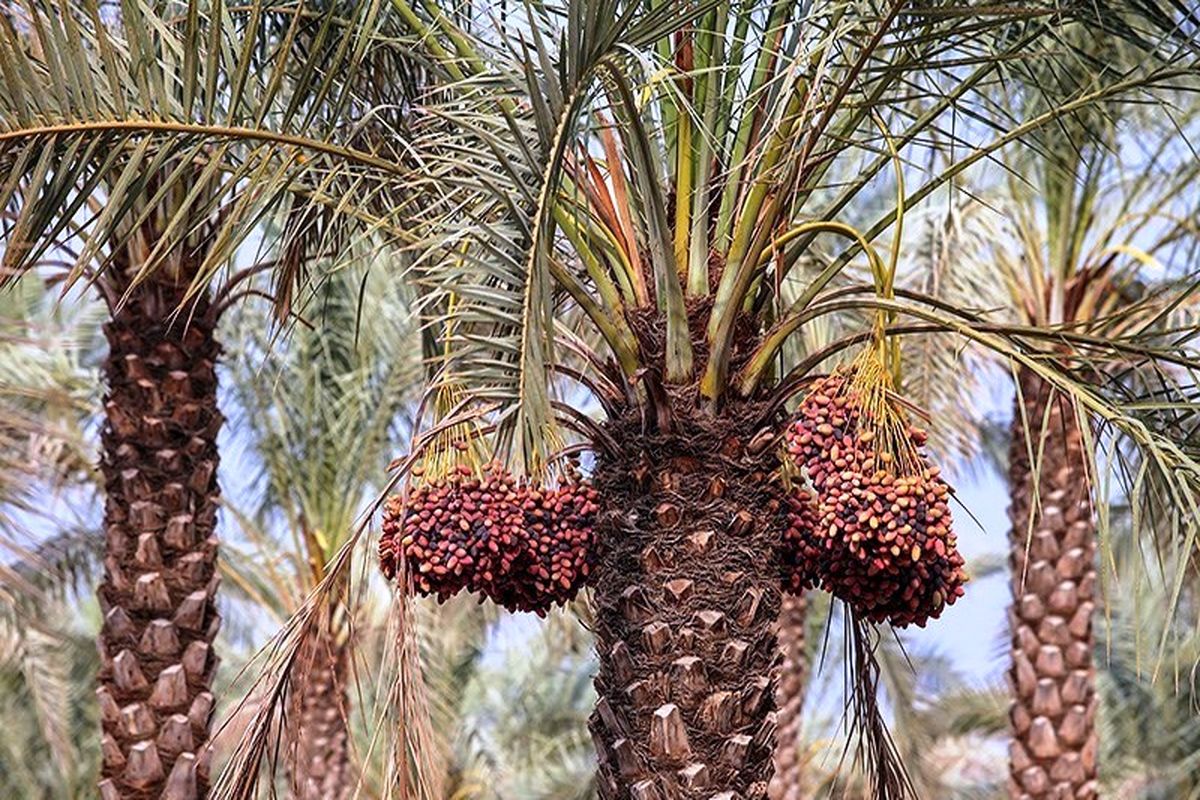 آغاز عملیات گرده افشانی نخیلات برای تولید ۱۵۰ هزار تن خرما در هرمزگان