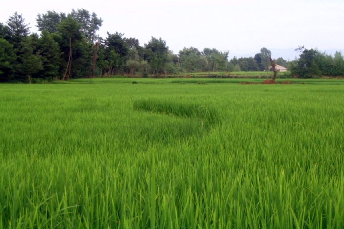 واردات برنج کمر تولید داخل را می شکند