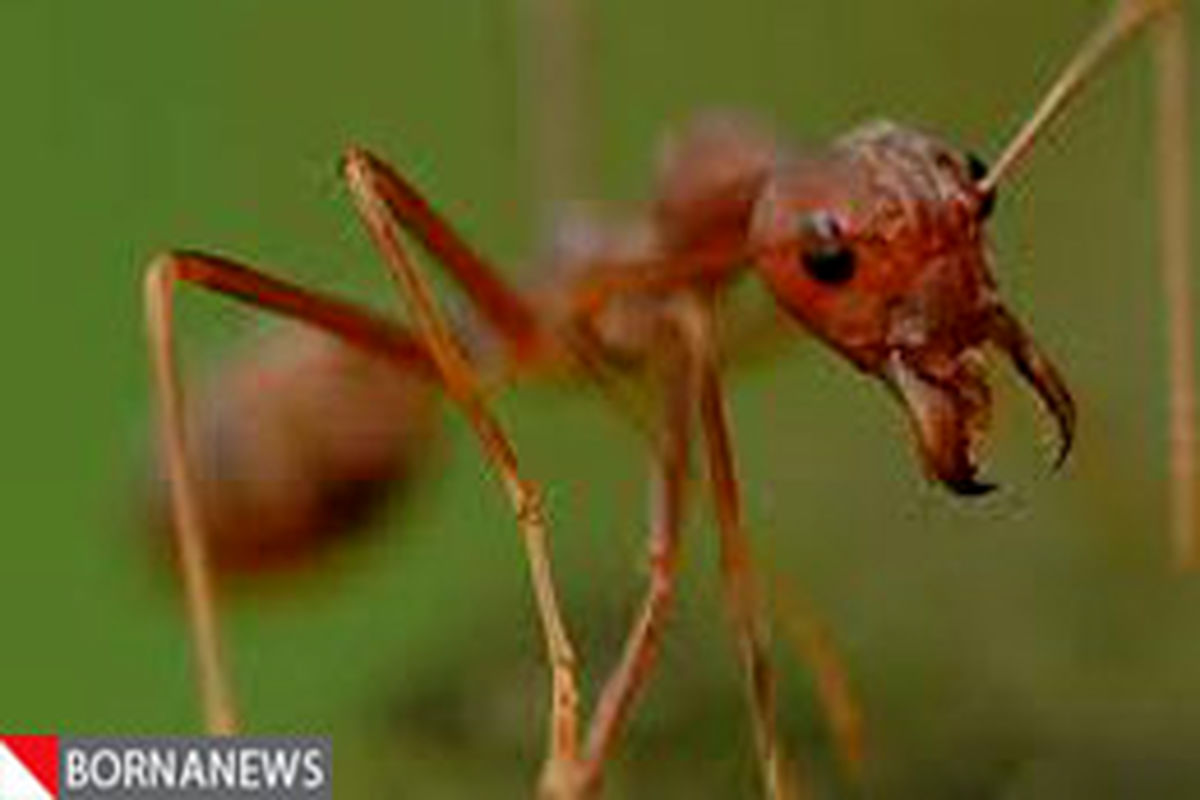 پُل مورچه‌ای شگفت‌انگیز