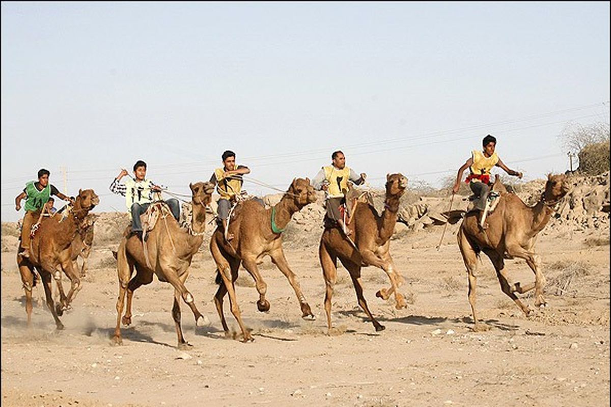 برگزاری مسابقات شتر سواری در بندرعباس