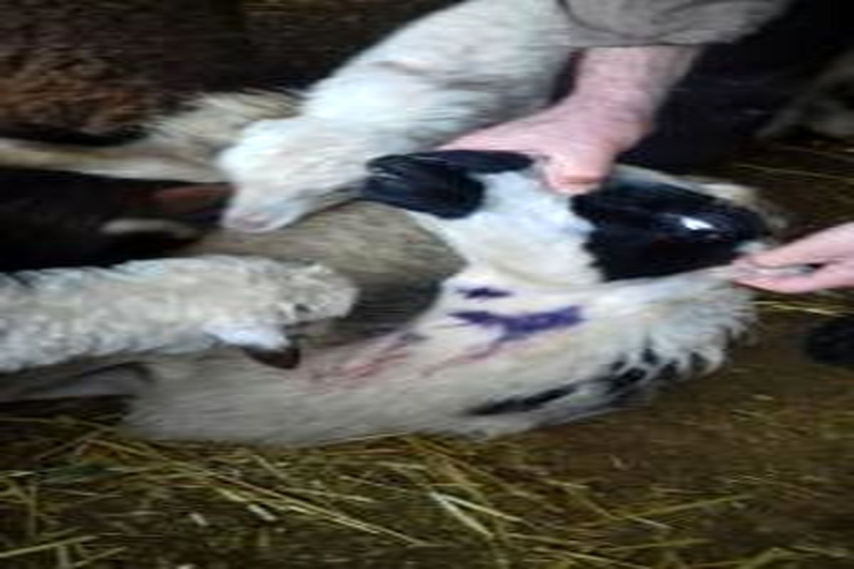 حمله گرگها به گوسفندان یک دامداری در روستای نوچمن گرگان