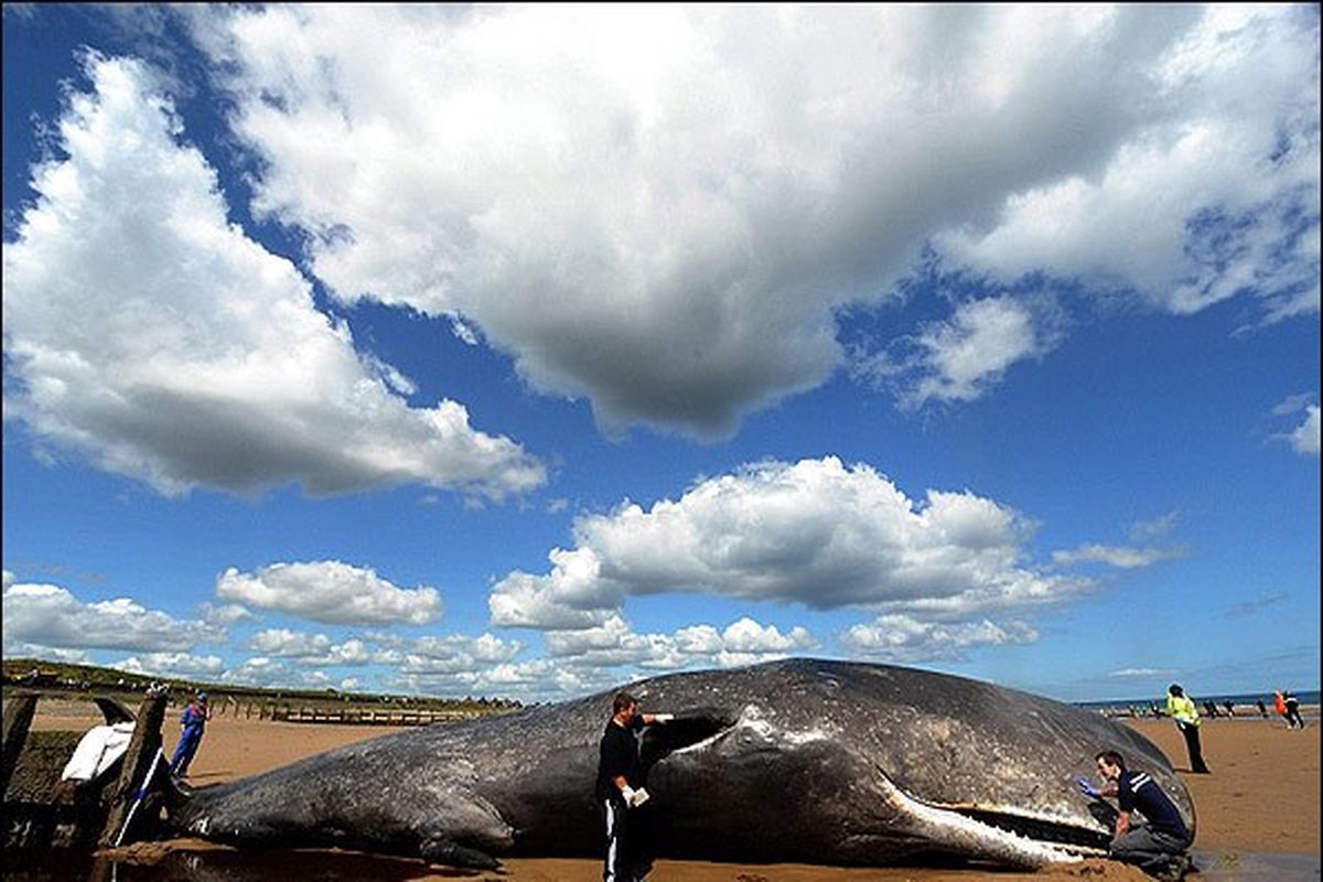 مرگ ناشناخته نهنگ‌های عنبر