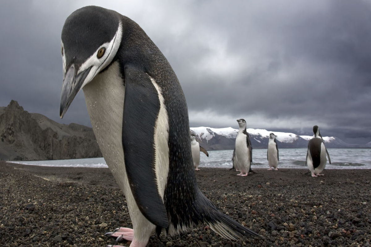 رابطه پدر و فرزندی میان یک پنگوئن و پیرمرد برزیلی