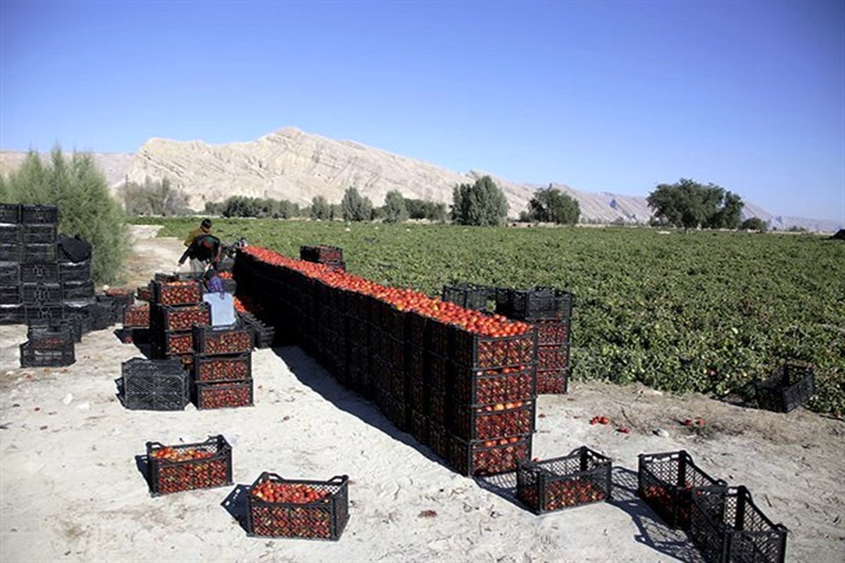 صادرات بیش از ۱۵ هزار تن گوجه فرنگی از بندر خمیر به خارج از کشور