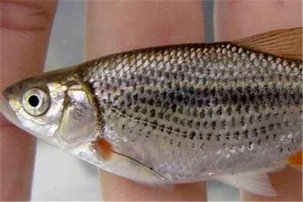 کشف و ثبت یک گونه جدید ماهی در استان خراسان شمالی برای اولین بار در کشور