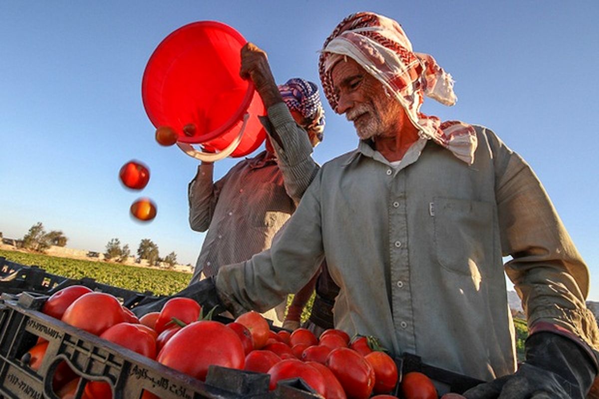 گوجه فرنگی بندر خمیر صادر می شود
