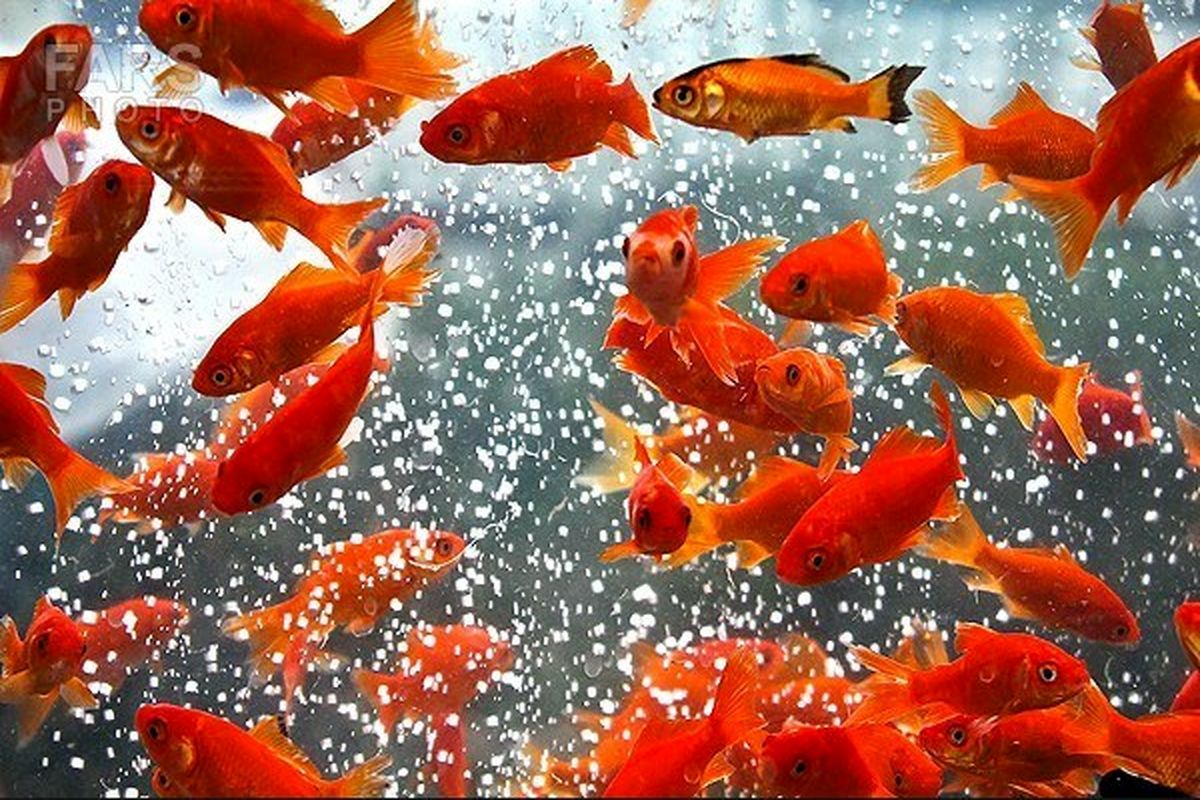 رعایت مسایل بهداشتی در نگهداری ماهی قرمز
