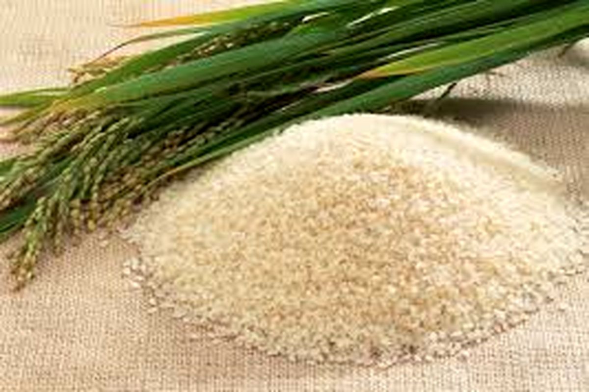 تولید انبوه کشت برنج‌های تراریخته در کشور