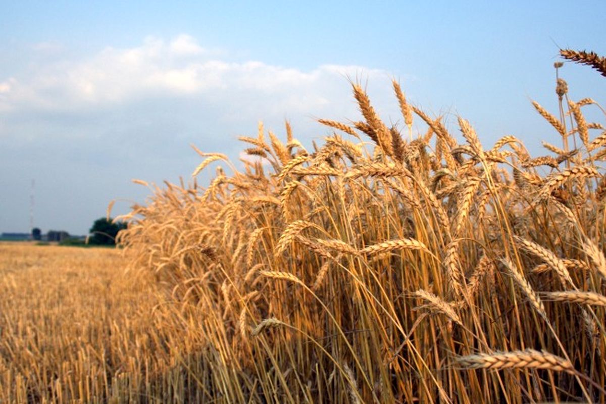 خرید تضمینی ۷۰۰ هزارتن گندم مازاد برنیاز کشاورزان