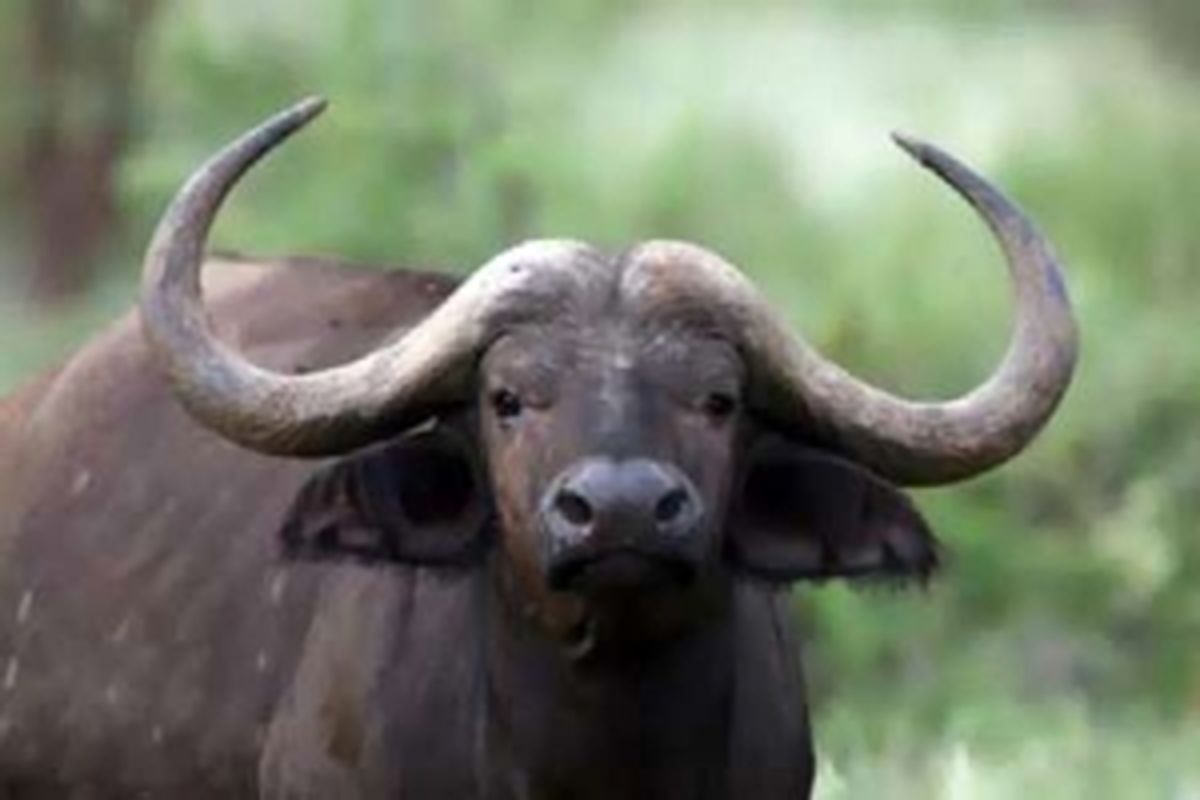 ممنوعیت گوشت بوفالو وارداتی در سبد خانوار