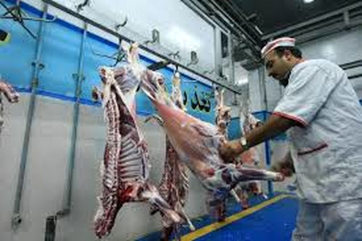 طرح لیبل گذاری ویژه لاشه های گوشت در گشتارگاه های اردبیل آغاز شد