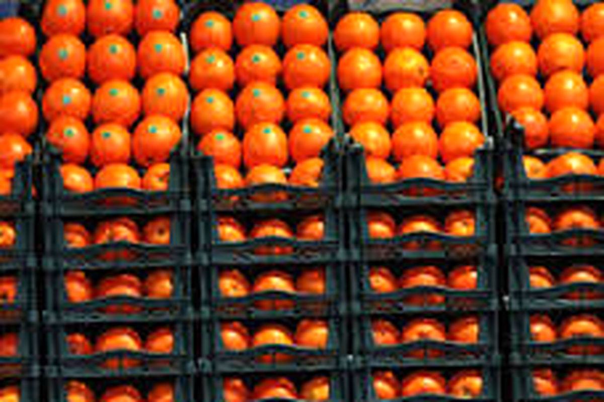 کشف حدود ۲ هزار کیلوگرم پرتقال قاچاق در همدان