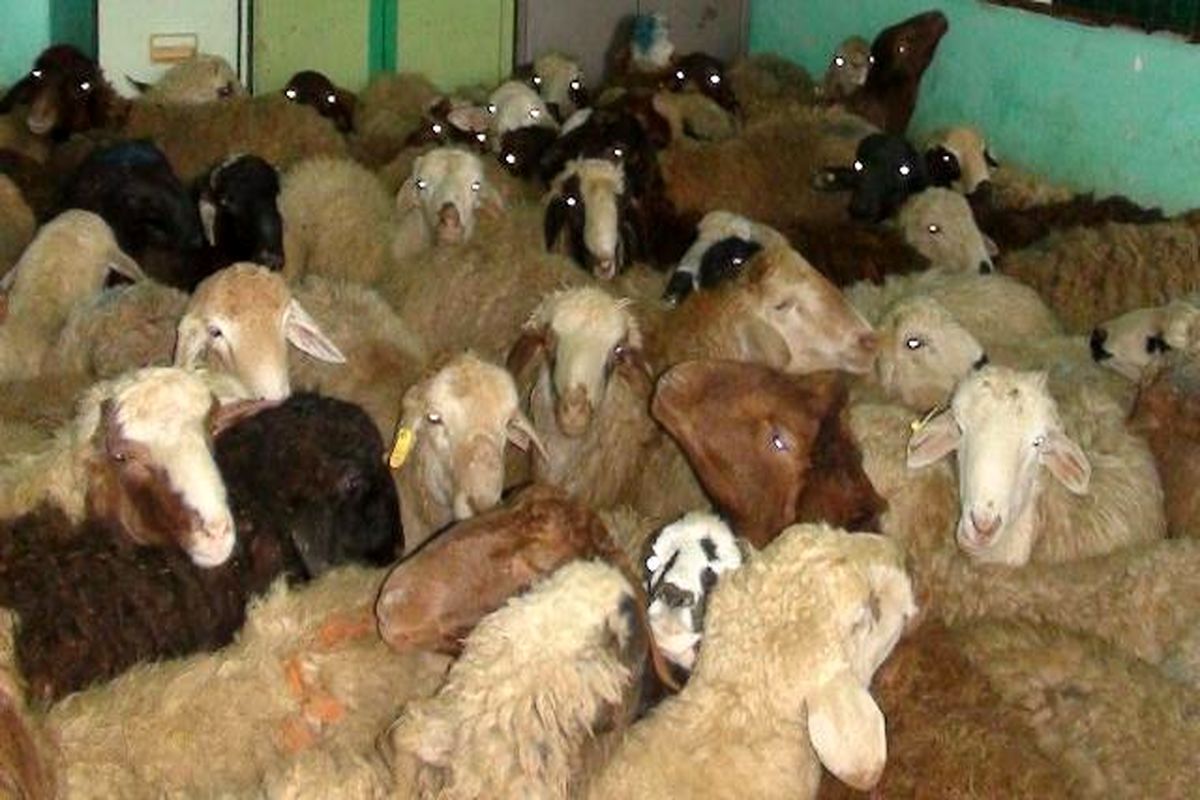 تحویل ۳۸۰ رأس گوسفند مسروقه به مالباخته