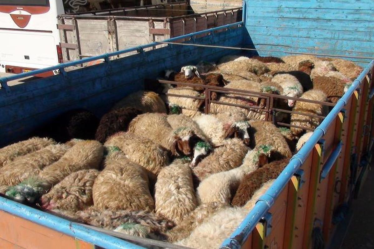 توقیف ۱۰۵ راس گوسفند فاقد مجوز حمل