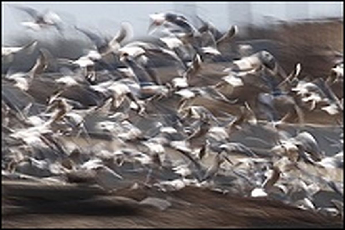 هیچ مورد مشکوکی از آنفولانزای پرندگان در استان همدان مشاهده نشده است