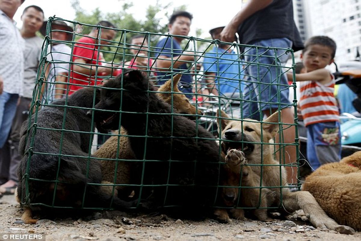 تصاویری تکان‌دهنده از مراسم سگ کشی در چین