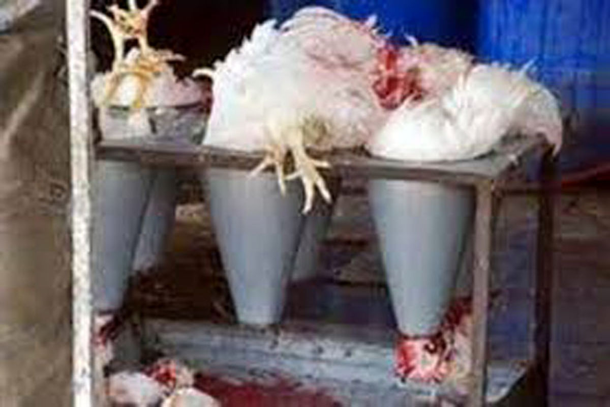 پلمپ ۱۱ واحد عرضه مرغ زنده  در شهرستان  آبدانان