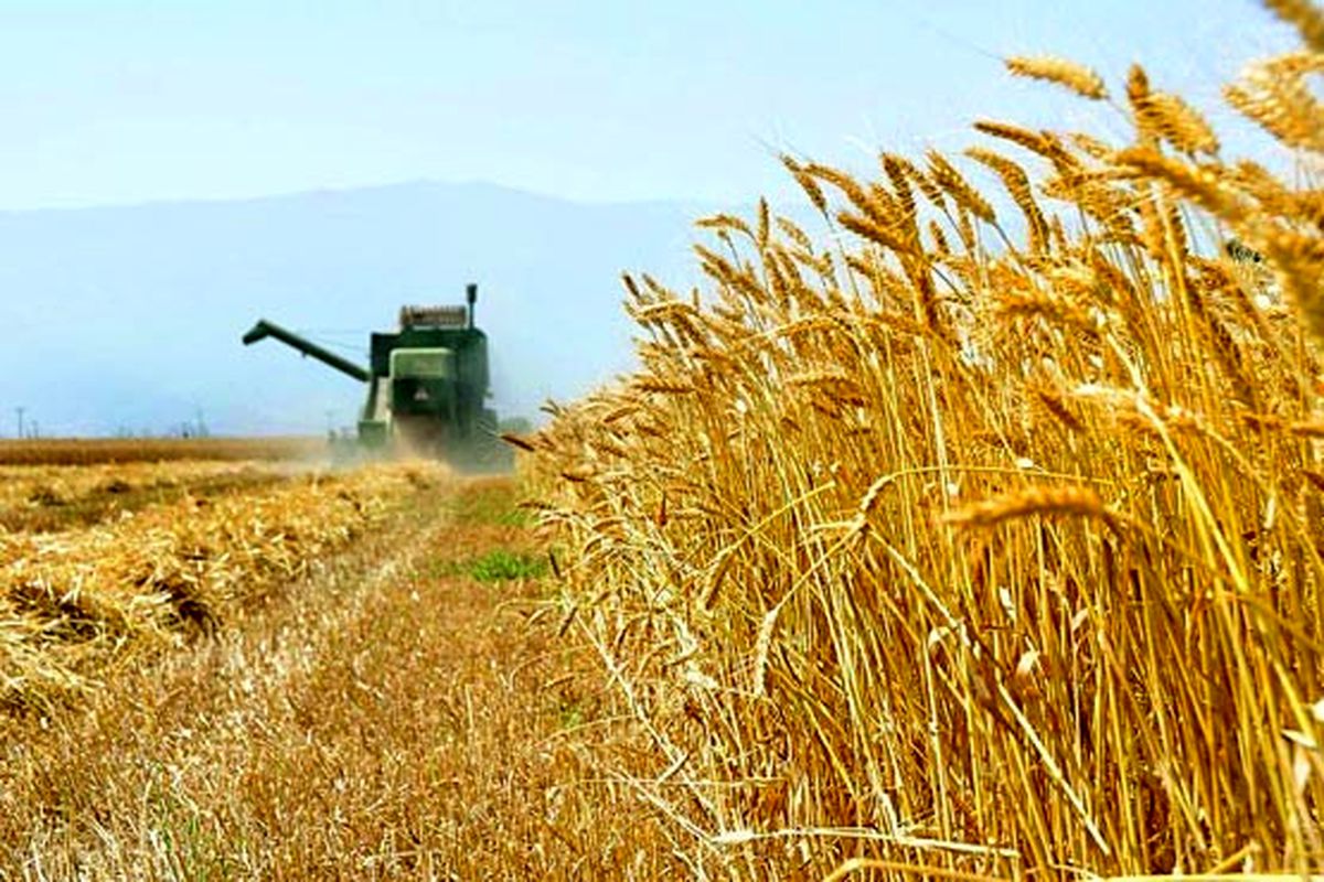 خرید گندم در استان اردبیل به ۳۹۰هزار تن رسید