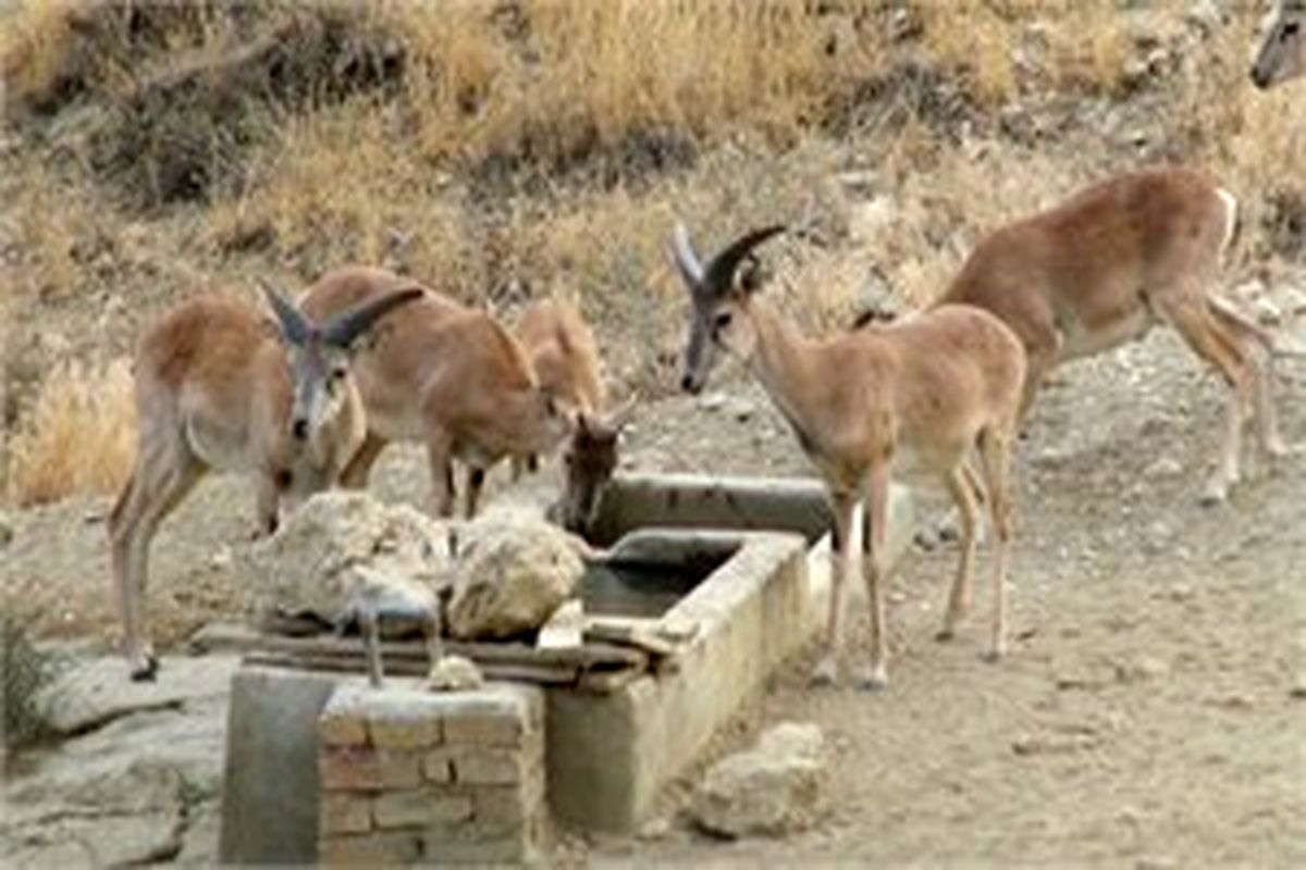 سرشماری تابستانه حیات وحش در قم آغاز شد