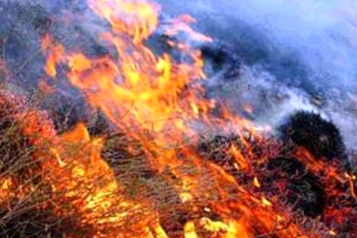 آتش سوزی گسترده در بوستان پردیسان