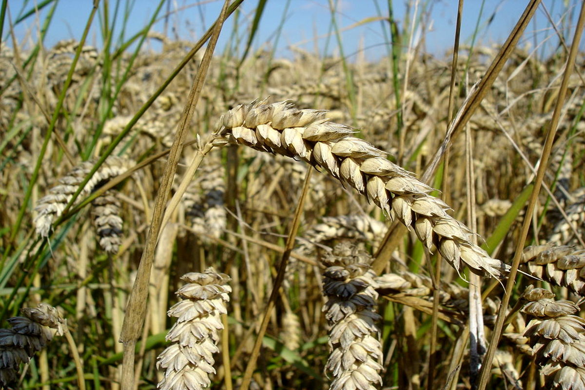 ۲۱هزار و ۵۰۰تن گندم از کشاورزان خریداری شده است