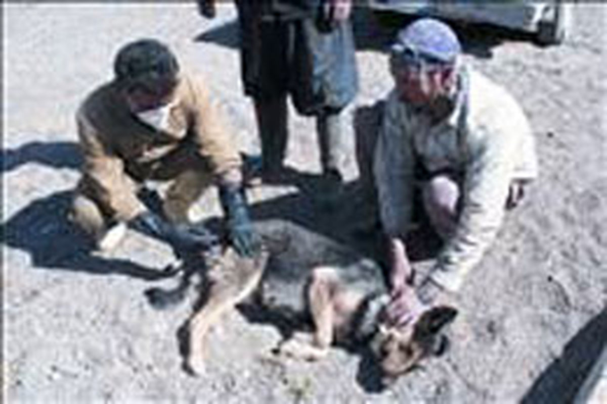 قلاده گذاری سگ های ولگرد در کبودراهنگ