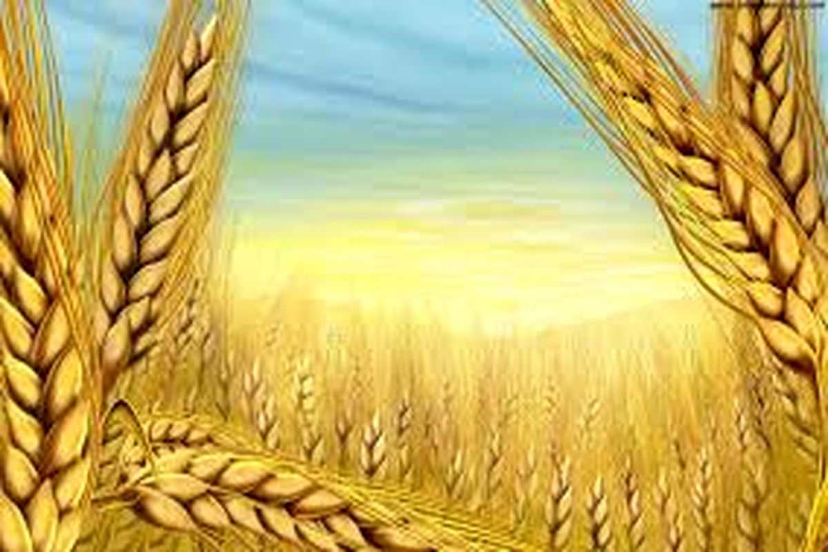 اختصاص ۱۴ مرکز برای خرید گندم کشاورزان در شهرستان ملایر