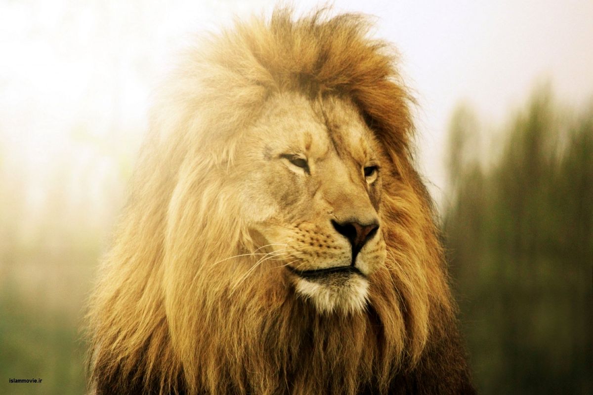 ماجرای یک شیر ایرانی که ۴۳سال پیش از مکزیک نجات پیدا کرد، به آمریکا رفت و صاحب ۳۳توله شد + عکس