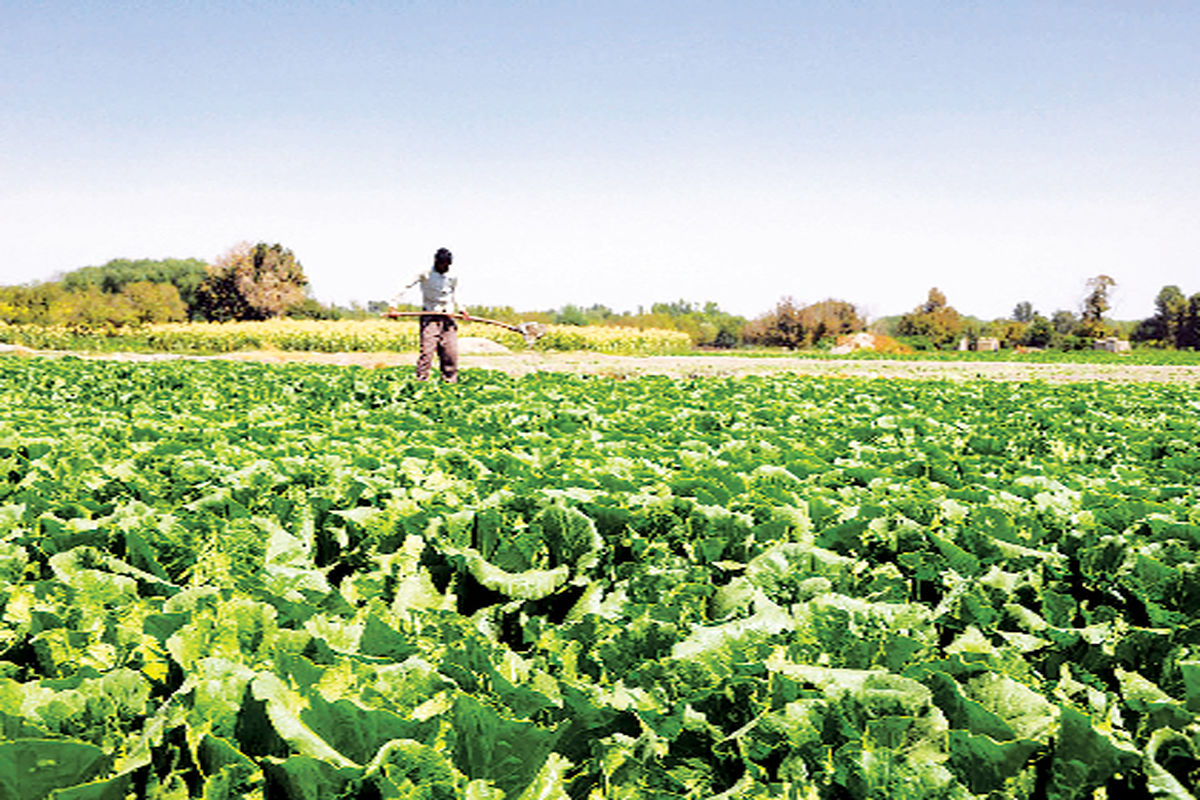 اراضی کشاورزی لرستان در تملک کشاورزان مهاجر
