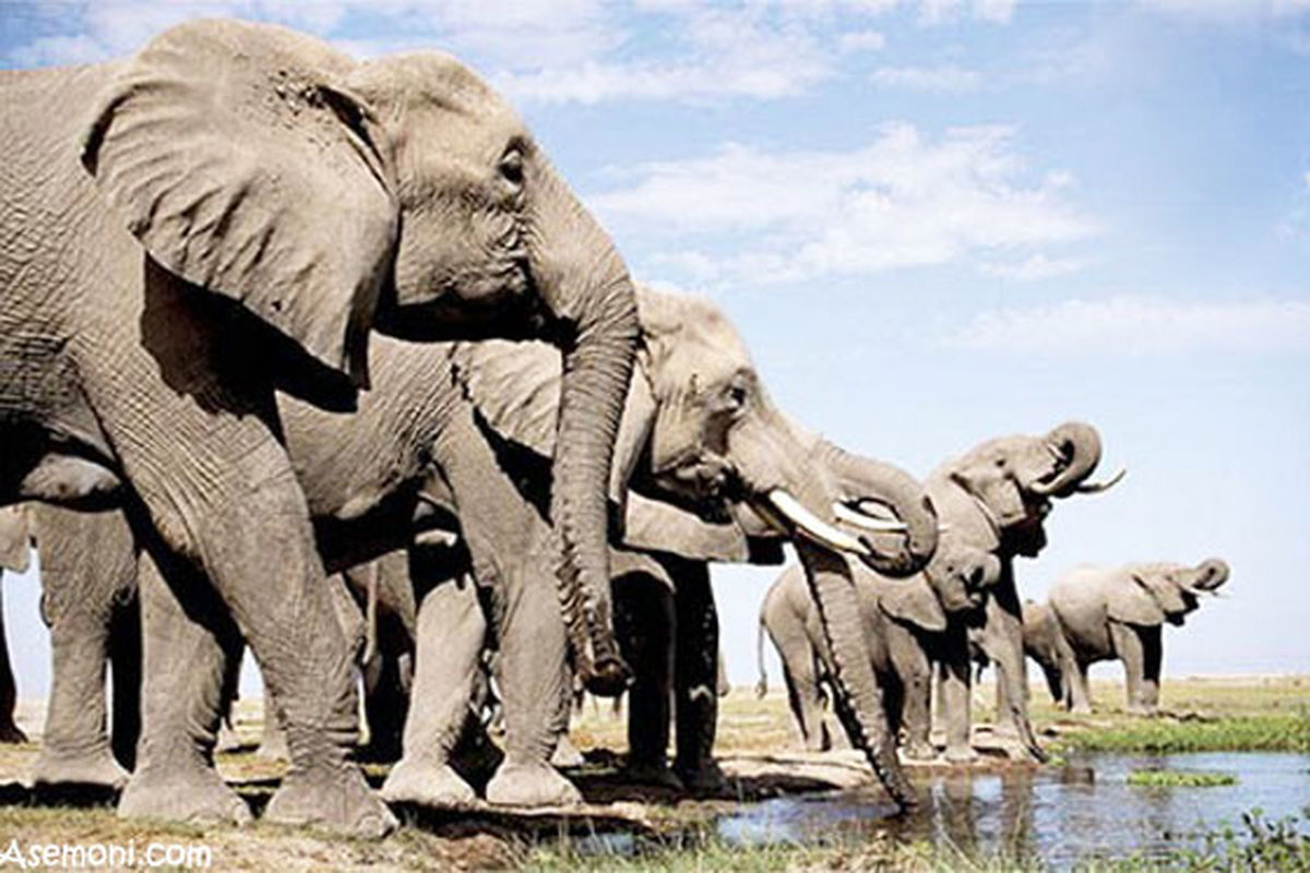 تصاویر: شخم زدن زمین با فیل