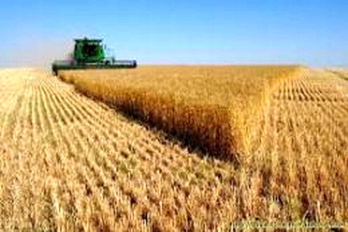 خریداری ۷۲ هزار تن گندم مازاد بر نیاز از کشاورزان رزنی