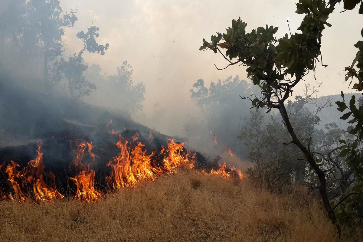 ۵هکتار از جنگل‌های اسلام آبادغرب در آتش سوخت