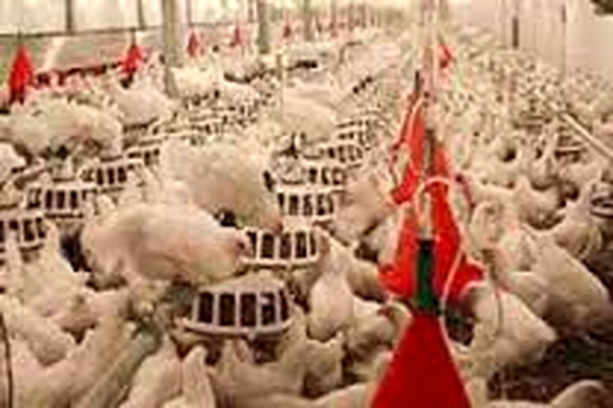 روزانه ۴۵ تن گوشت مرغ در همدان تولید می‌شود