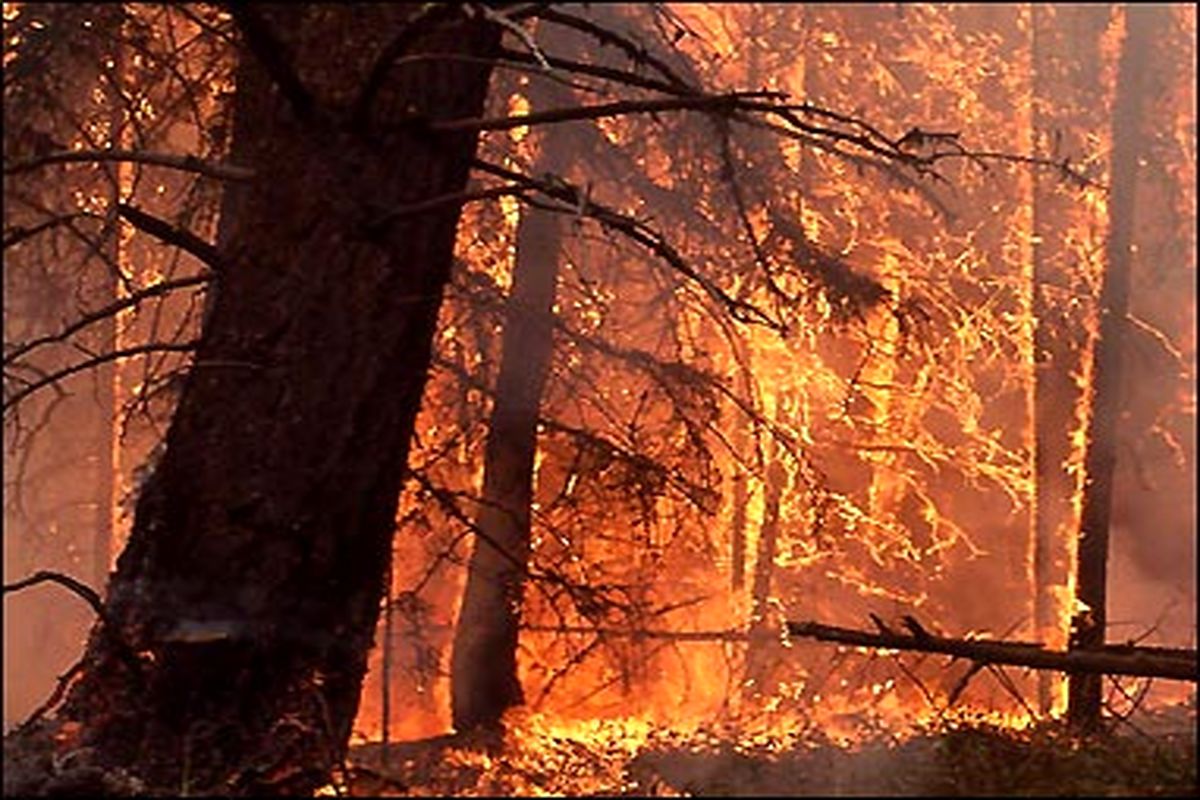 یک صد هکتار از جنگل های گیلانغرب در آتش سوخت
