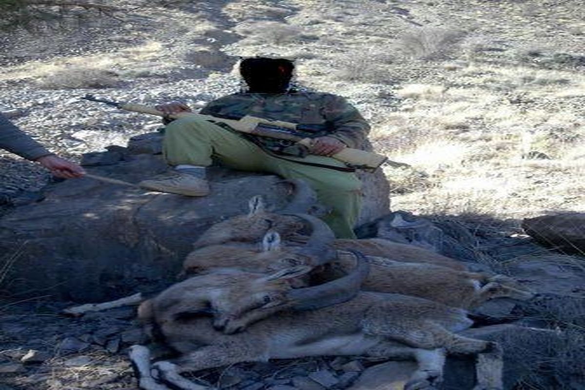 تصاویر منتشر شده توسط شکارچیان در فضای مجازی آنها را به دام انداخت