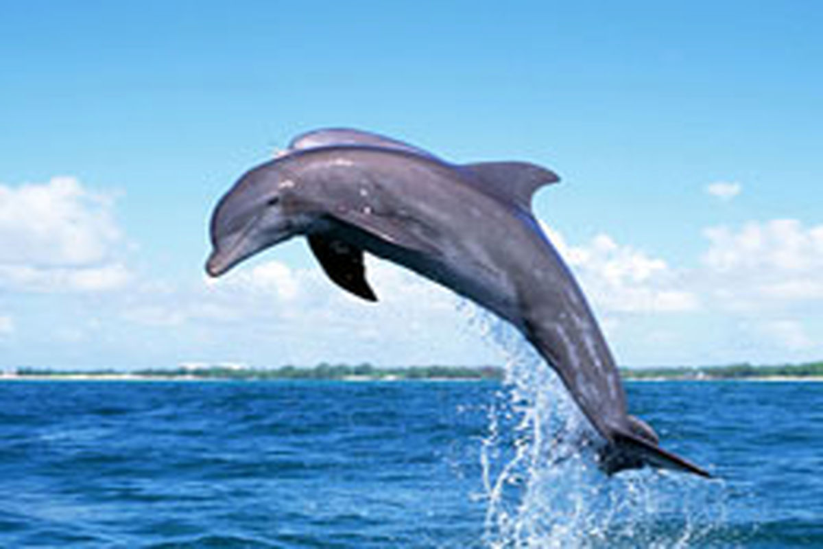 دلفین صورتی در ایالت لوئیزیانا + عکس