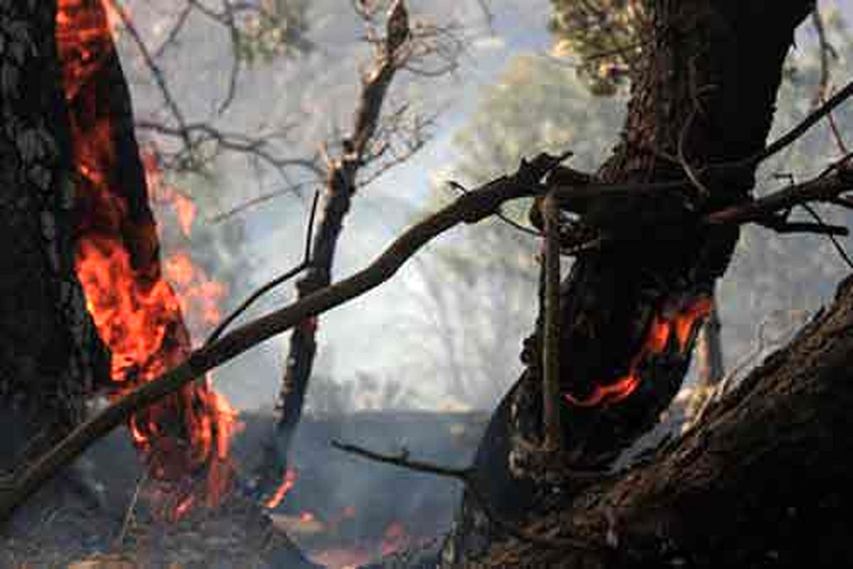 آتش سوزی جنگل های  اگره بید دهلران را در بر گرفت