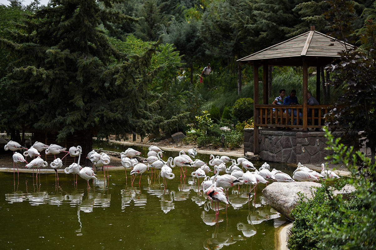 باغ پرندگان در روستای علیصدر احداث می‌شود