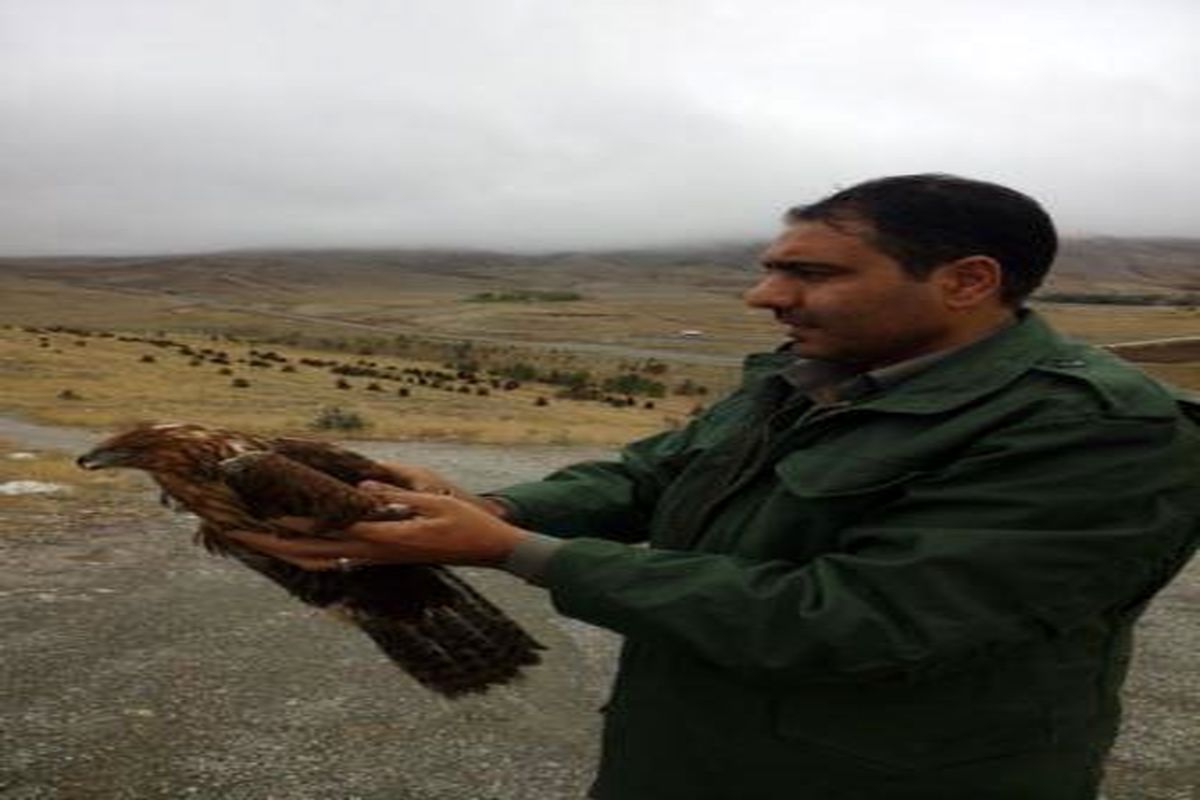 رهاسازی یک قطعه پرنده شکاری سارگپه در طبیعت چالدران