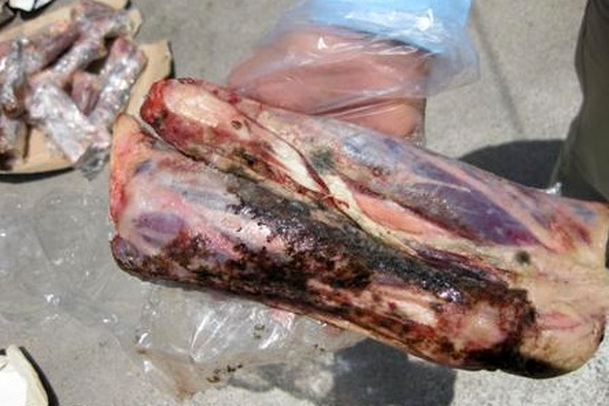 کشف یک هزار و ۲۰۰ کیلوگرم گوشت فاسد