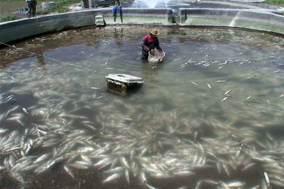 تلف شدن ۱۵ تن ماهی قزل آلا