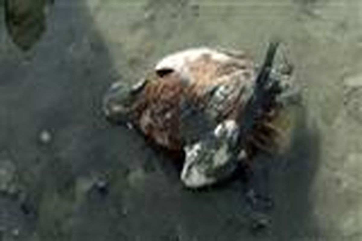 مرگ مرموز ۲ هزار پرنده در اطراف دریاچه ارومیه