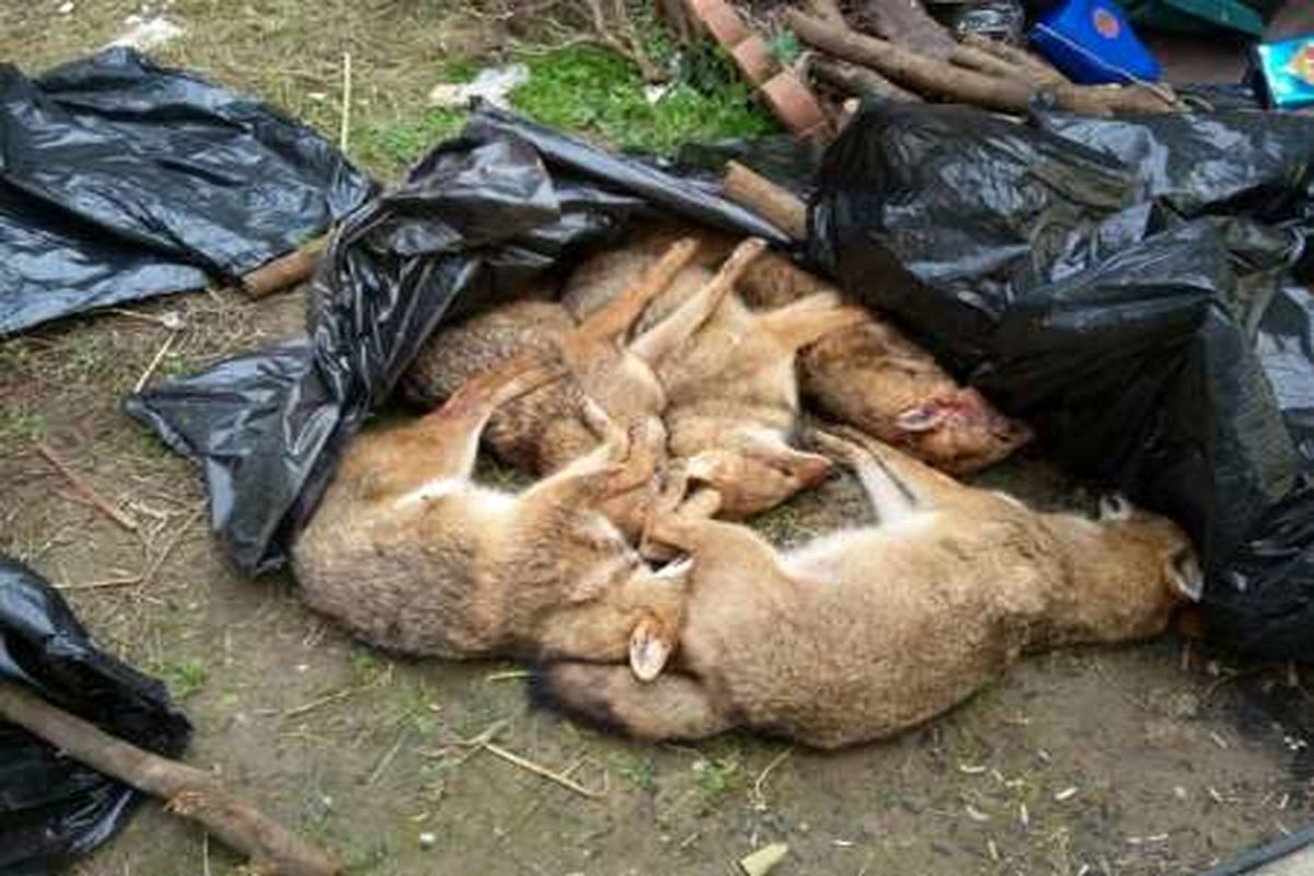 کارگاه تاکسیدرمی غیر مجاز در بابلسر شناسایی شد