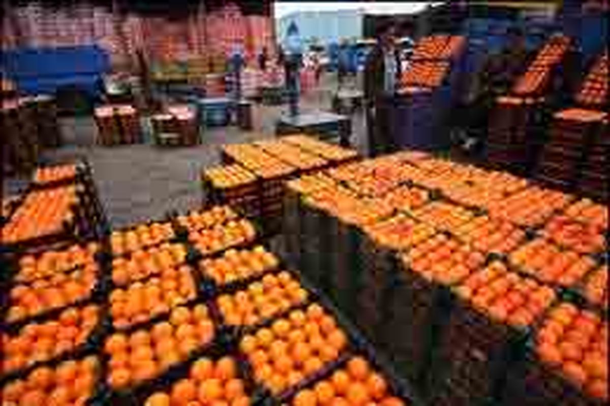 توزیع بیش از هزار تن سیب و پرتقال در بازارهای شهرداری و ۱۱ جایگاه عرضه میوه در سطح شهر