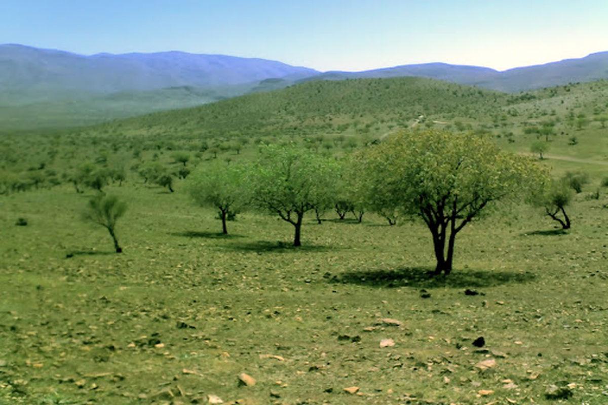 جنگل بناب- ارسنجان