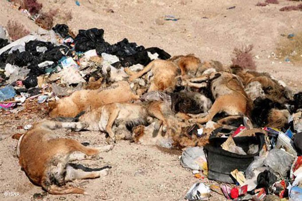 یک دادگاه عمومی در استان اردبیل، متهم پرونده معروف سگ‌کشی را صادر نمود
