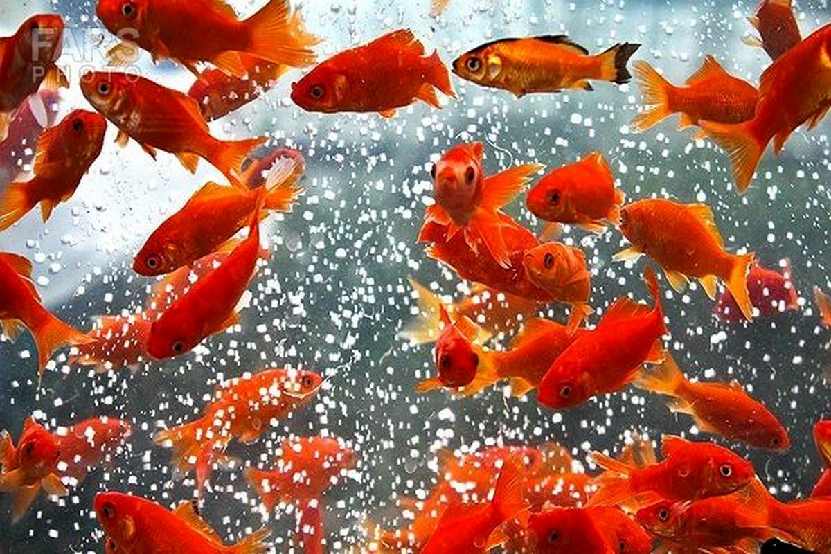جمع آوری ماهی های قرمز  سفره هفت سین از شهروندان