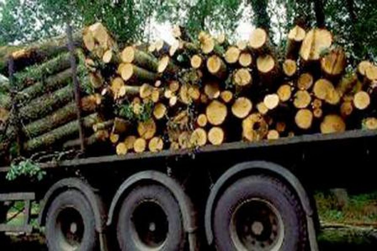 کشف ۲ تن چوب جنگلی قاچاق در چهارمحال و بختیاری