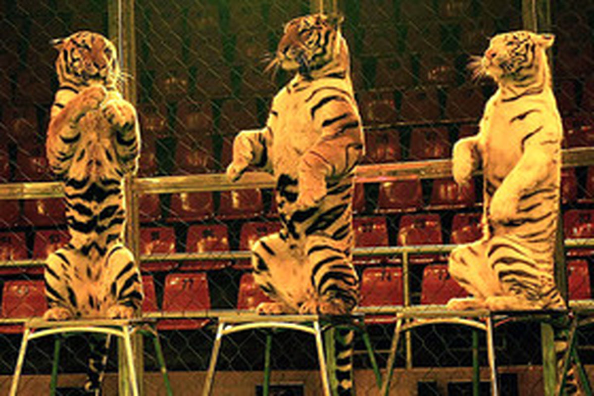 پایان نمایش جانوران وحشی در سیرک ها